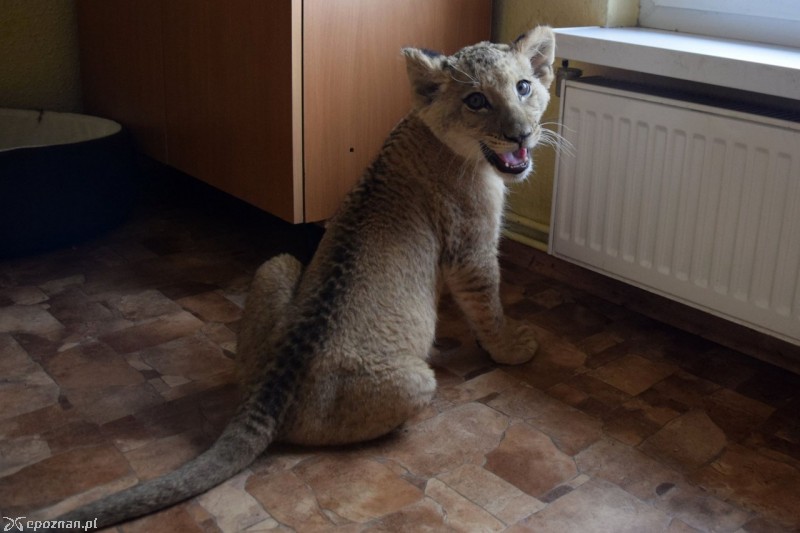 fot. Facebook ZOO Poznań 