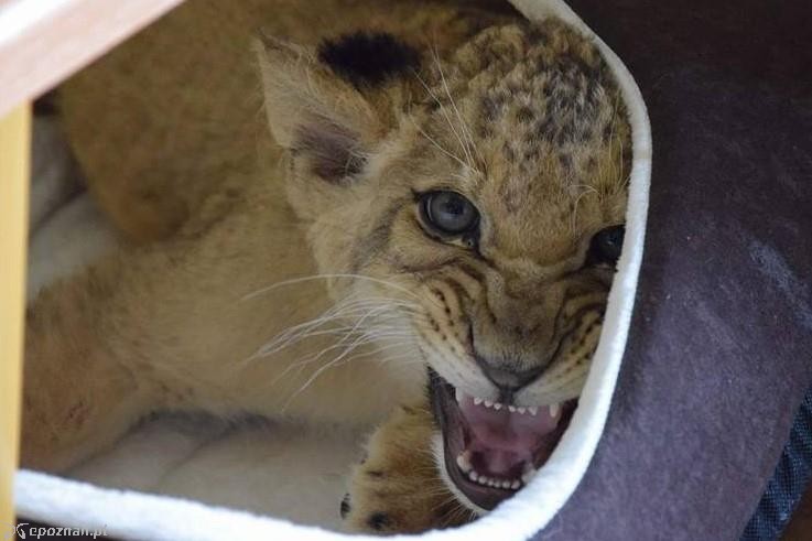 fot. Facebook ZOO Poznań 