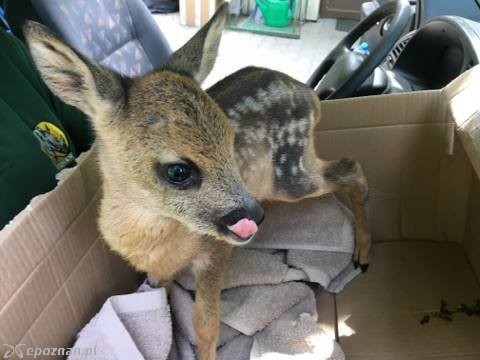fot. ZOO Poznań