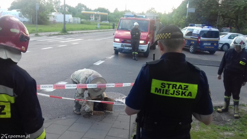 fot. Straż miejska