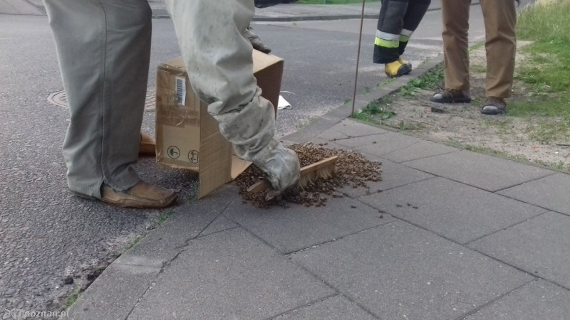fot. Straż miejska