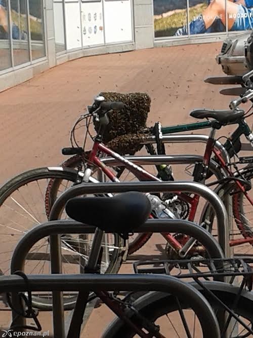 Rój pszczół na rowerze przy Galerii Pestka | fot. czytelniczka
