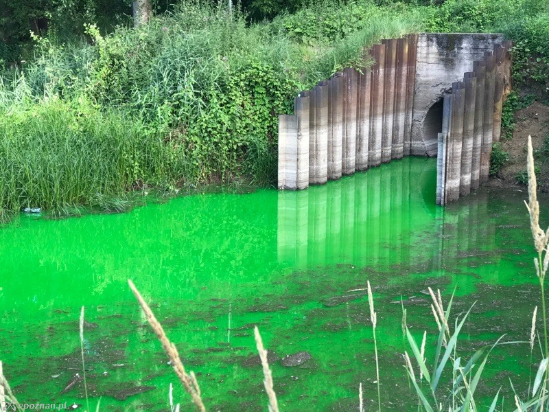 fot. Straż Miejska Miasta Poznania