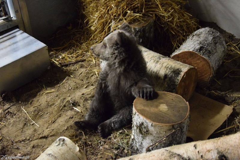 Cisna w kwietniu 2016 roku | fot. ZOO Poznań