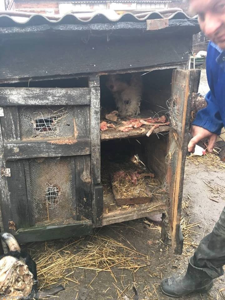 fot. Fundacja Mondo Cane Inspektorat Poznań