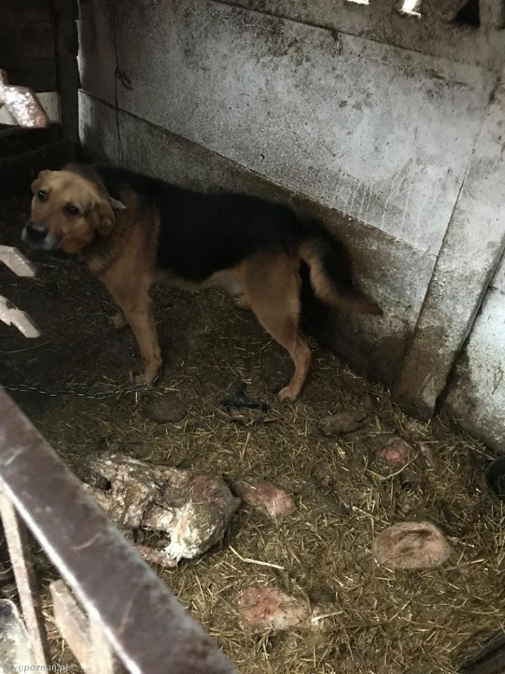 fot. Fundacja Mondo Cane Inspektorat Poznań