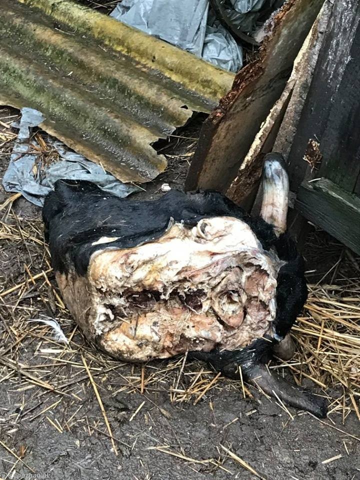 fot. Fundacja Mondo Cane Inspektorat Poznań