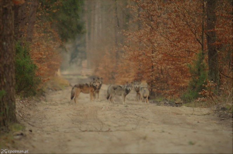 fot. Paweł Feculak / Nadleśnictwo Lipka