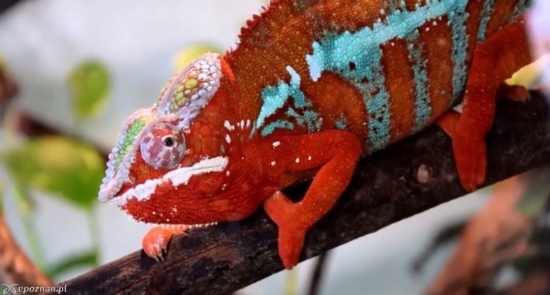 Jeden z ojców | fot. Stare ZOO Poznań