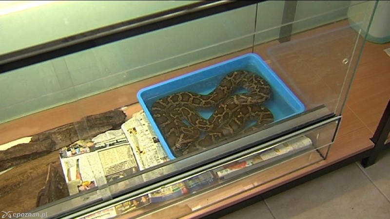 Podrzucony mieszkaniec Starego ZOO