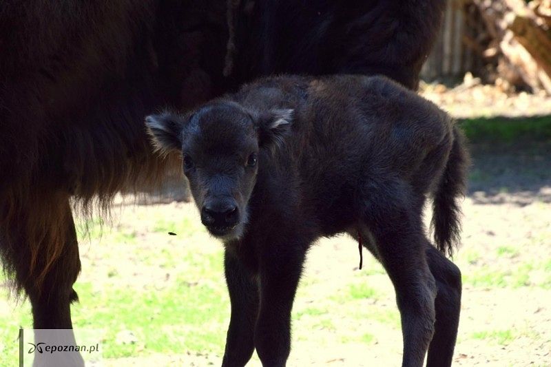 fot. ZOO Poznań  / Facebook