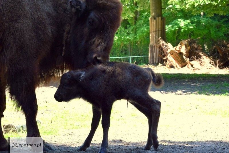fot. ZOO Poznań  / Facebook