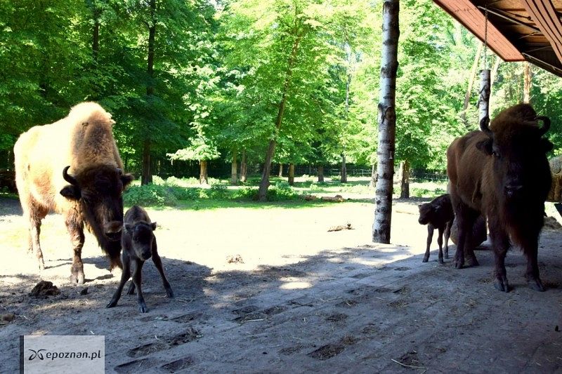 fot. ZOO Poznań  / Facebook