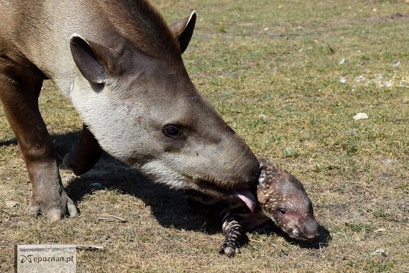 fot. ZOO Poznań