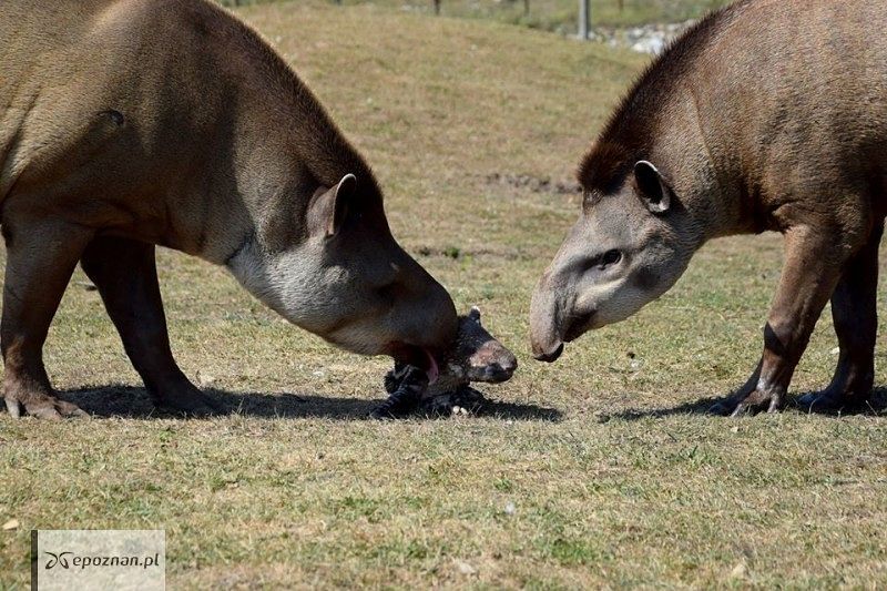 fot. ZOO Poznań