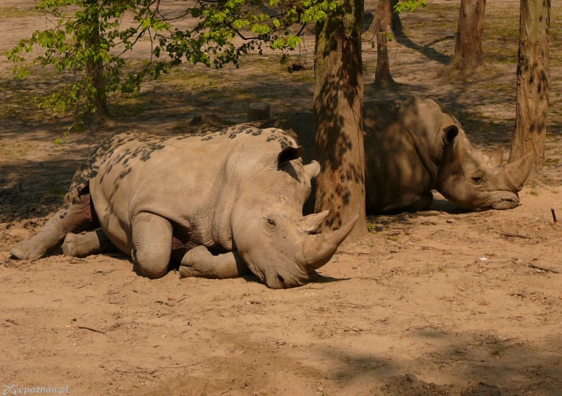 fot. Nowe ZOO
