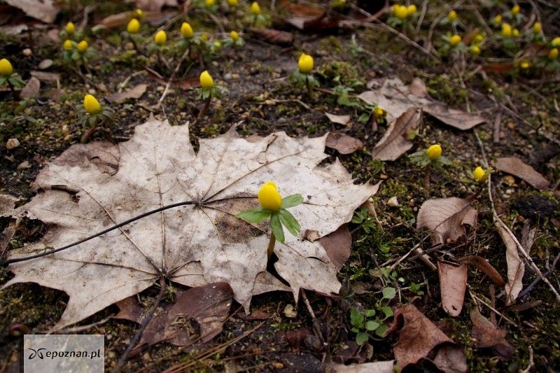 fot. Kórnickie Arboretum / Facebook