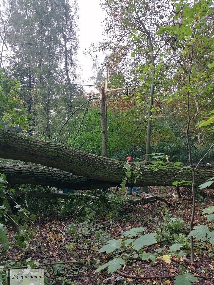 fot. ZOO Poznań FB