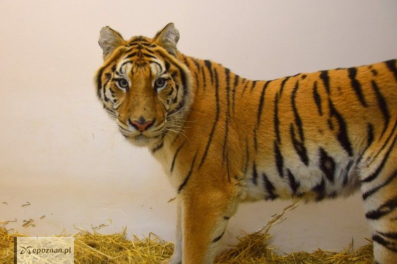 fot. ZOO Poznań FB