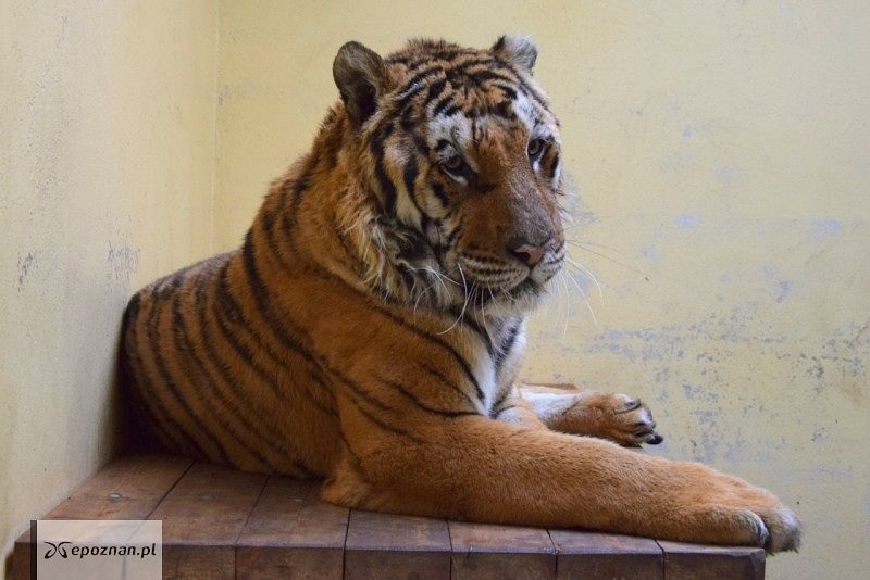 fot. ZOO Poznań FB