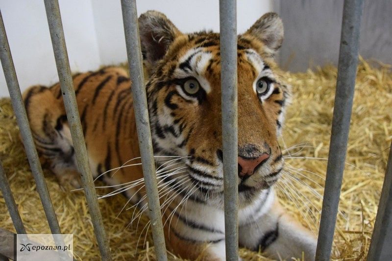 fot. ZOO Poznań FB