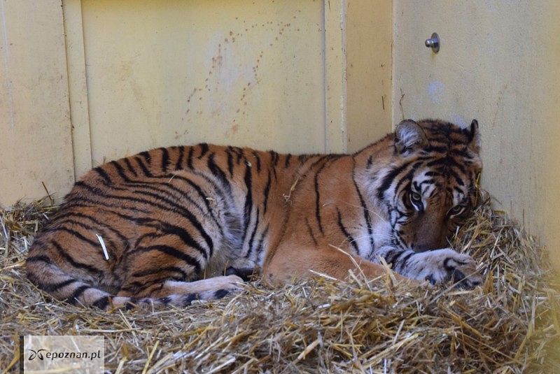 fot. ZOO Poznań FB