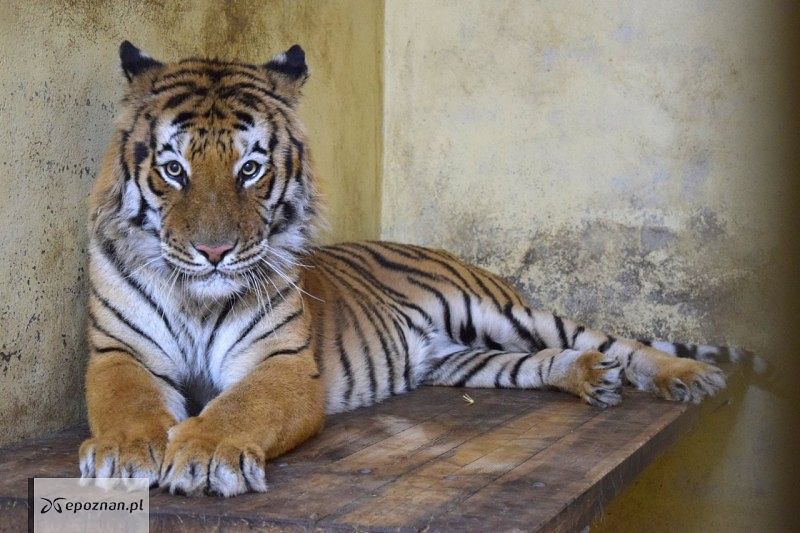 fot. ZOO Poznań FB