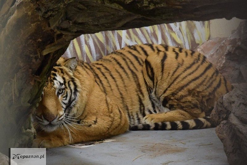 fot. ZOO Poznań FB