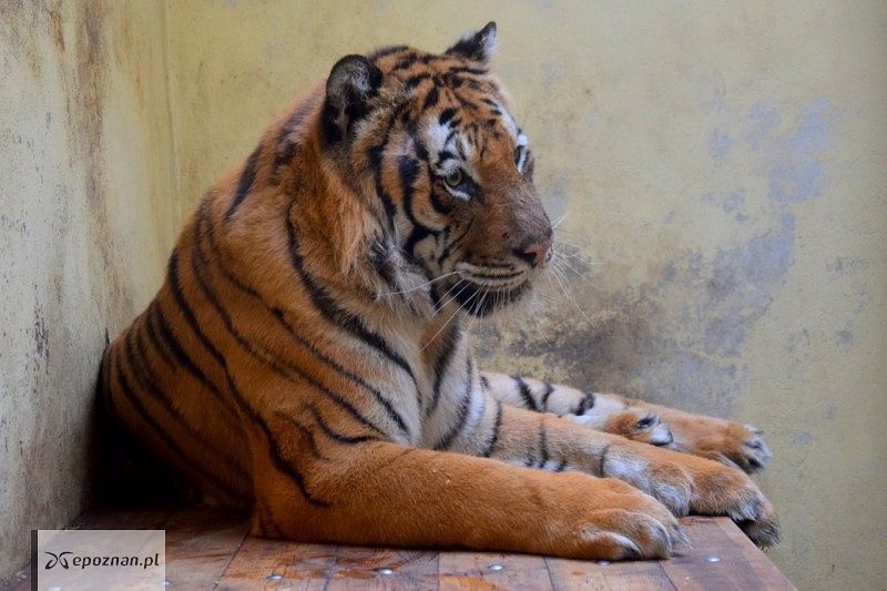 fot. ZOO Poznań