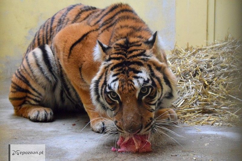 fot. ZOO Poznań