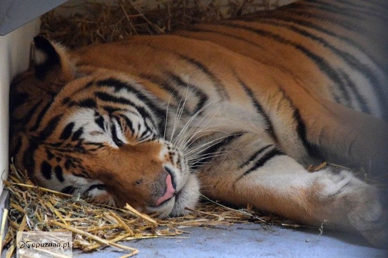 fot. ZOO Poznań