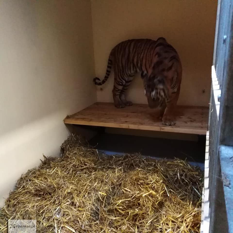 fot. ZOO Poznań FB