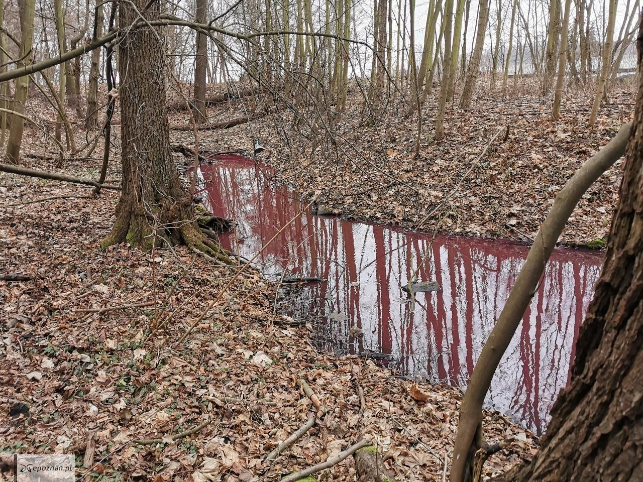 fot. Rafał