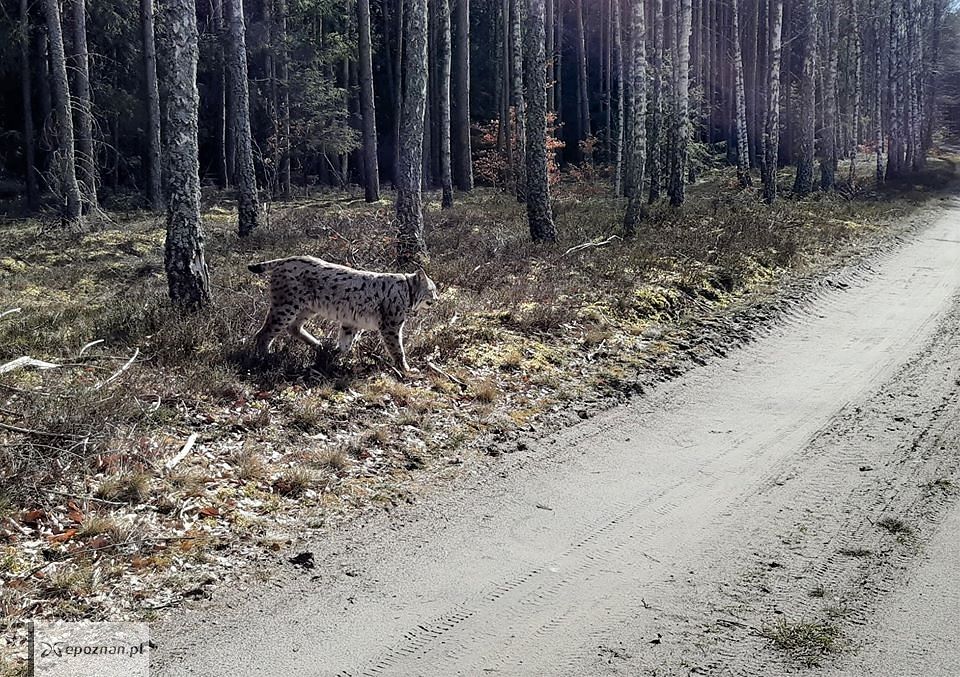 fot. Jacek Mierzejewski / Nadleśnictwo Trzcianka