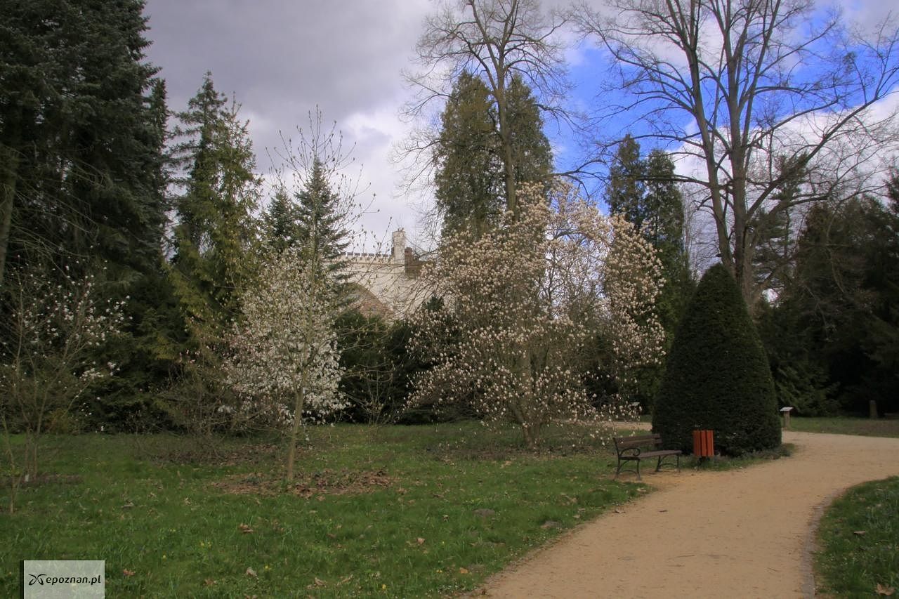 fot. Arboretum Kórnickie