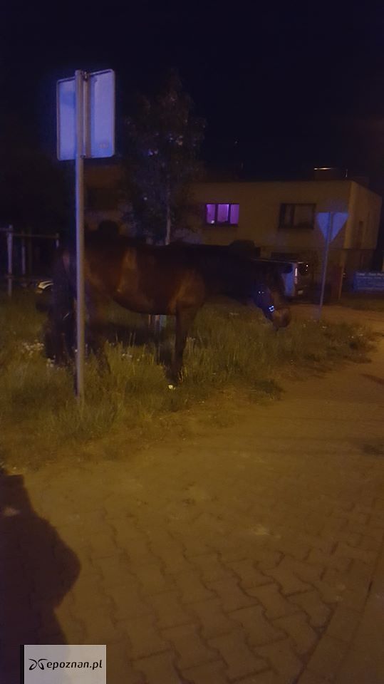 fot. Straż Miejska