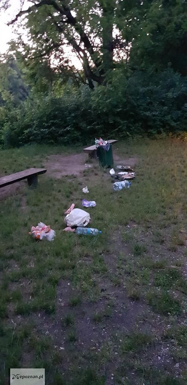 Lasek na Dębcu | fot. Krzysztof