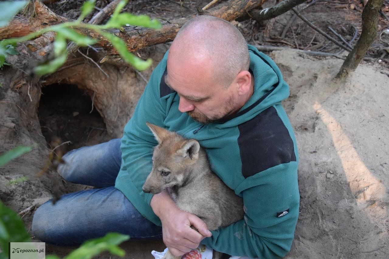 fot. ZOO Poznań Official / Facebook