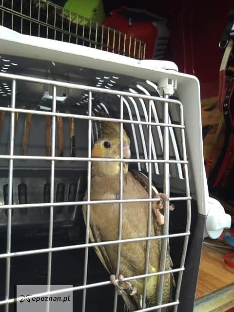 fot. Schronisko dla zwierząt Henrykowo - Leszno / FB