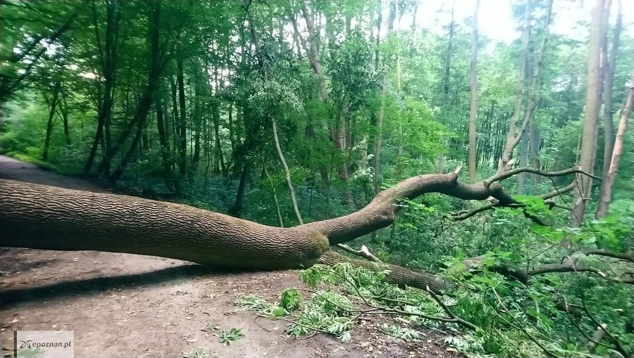 fot. Straż miejska
