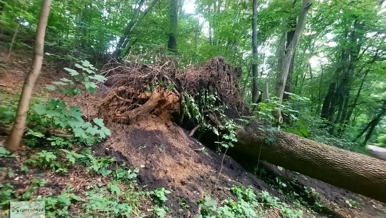 fot. Straż miejska