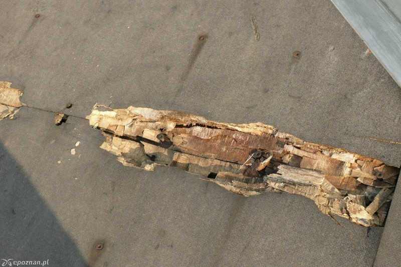 fot. Elżbieta Skowron