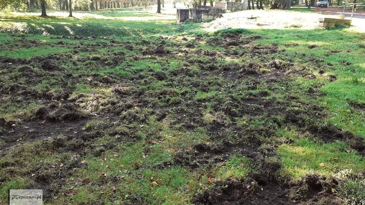 fot. ZZM Poznań