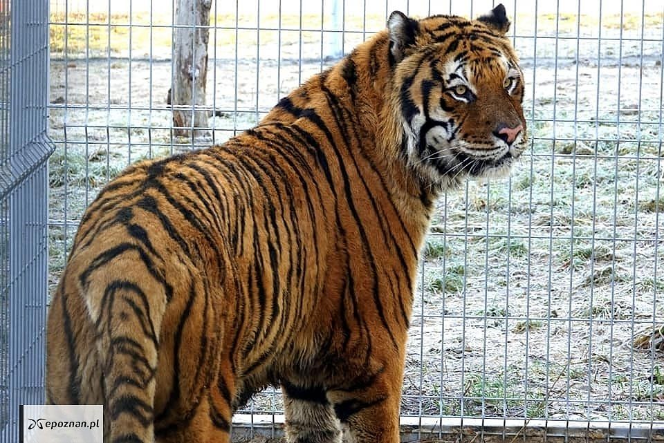 Jeden z Nieumarłych | fot. ZOO Poznań Official / Facebook