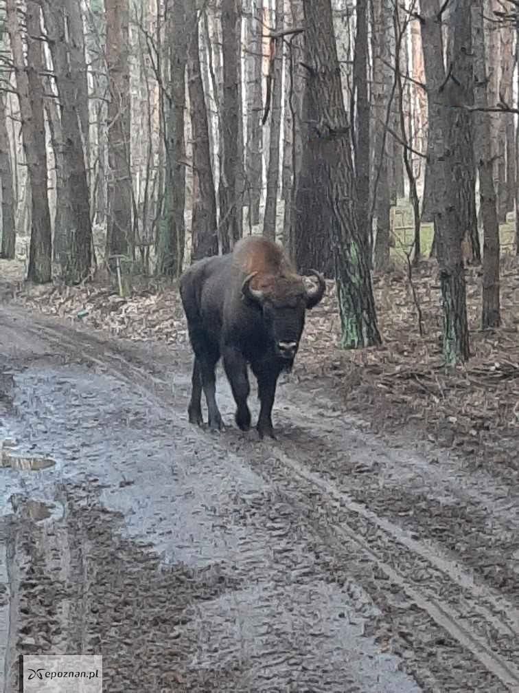 fot. Małgorzata Nowak / Nadleśnictwo Łopuchówko FB