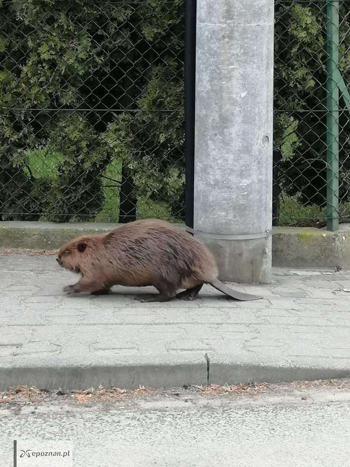 fot. Straż Miejska Leszno