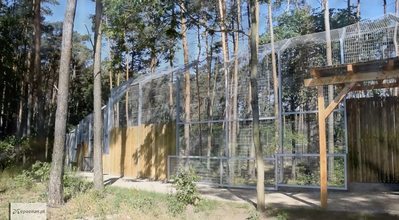 fot. ZOO Poznań Official / Facebook