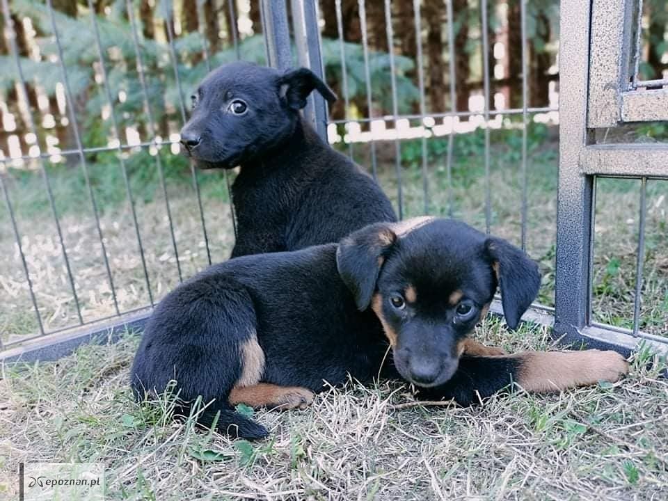 fot. Schronisko dla zwierząt w Gnieźnie FB