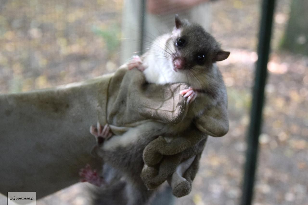 fot. ZOO Poznań Official / Facebook
