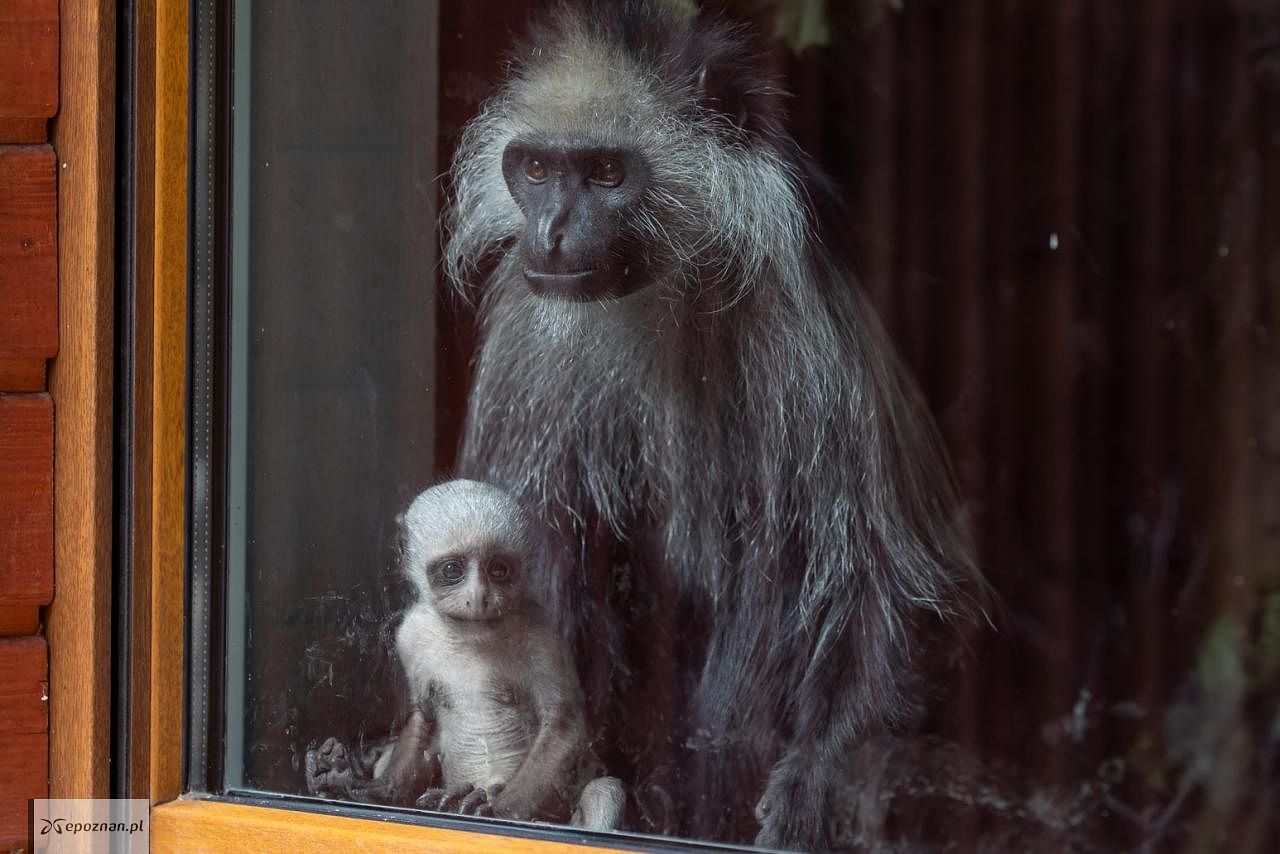 fot. ZOO Poznań Official / Facebook